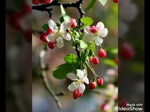 موسيقى مفرحة روعة بدون حقوق طبع ونشر