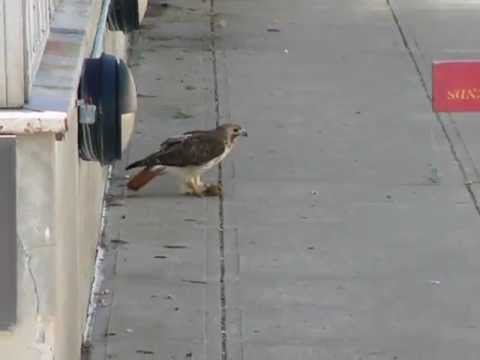 6 9 2013 cornell red tailed hawk ezra on sidewalk by greenhouse with prey