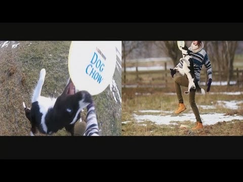 GoPro / EOS 500D – AMAZING dogs – 2 points of view – tricks and  dog frisbee – hand / foot vault