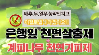 천연살충제 및 천연기피제 만들기. 은행잎과 계피나무를 활용하여 해충들을 몰아내는 방법