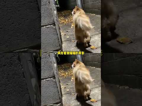 我是老大之撒嬌被小弟發現了 （cr：一只小怪獸 ）#神奇動物在抖音 #萌寵 #可愛