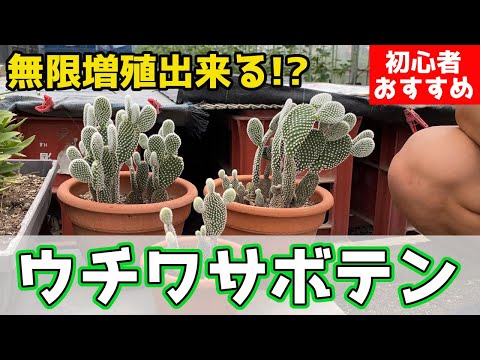 イースターサボテンの葉はなぜ柔らかいのですか?水やりのブースターが多すぎると花が咲きます。