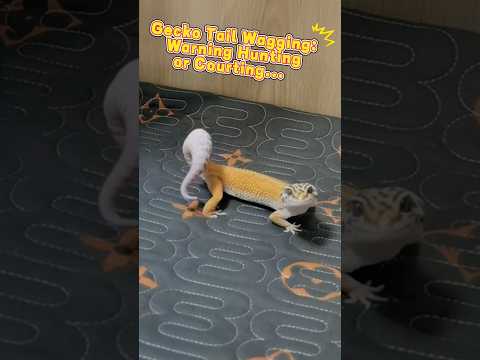 When your gecko wags its tail, what do you think it's thinking? #reptiles #pets #gecko #lizard