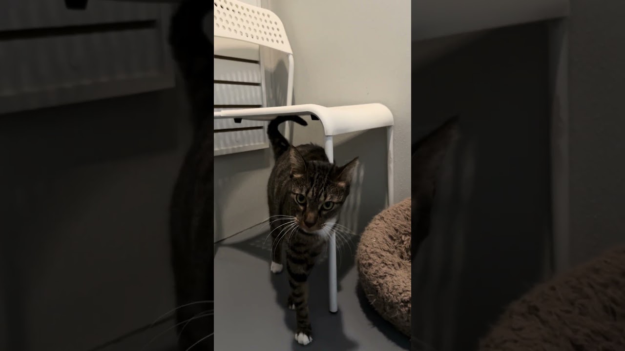 Stella, a ADOPTABLE Domestic Short Hair in Winter Haven, FL video 5/5