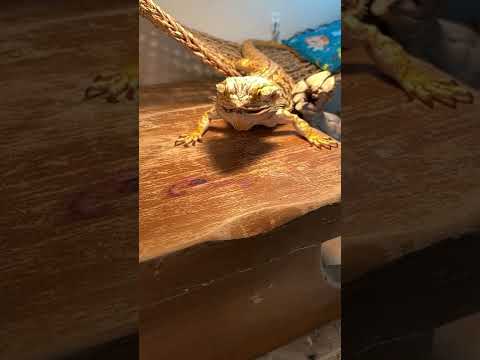 Bearded dragon eating in slow motion.