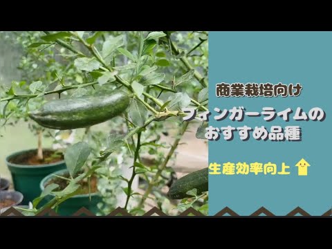 園芸 ライムクワット