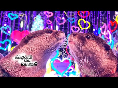 Otter couple's exciting date [Otter Life Day 831]