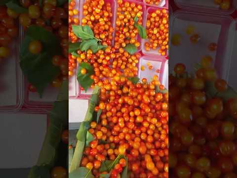 A Hidden Fruit That Many People Don't Know About | Acerola Cherry