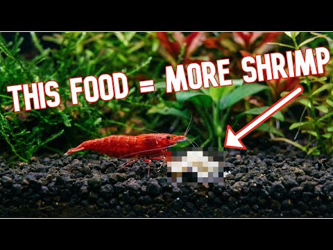 Your SHRIMP Are Hungry (Here's What to Feed Them) 🦐