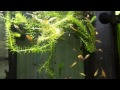 Enchanted Elements Aquariums Female Fish Available For Sale