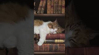 Download lagu Kucing dan islam //song by Qesset Hob - Ramy Ayach #muslimreminder #kucinglucu #arabic #ramyayach mp3 Download lagu Kucing dan islam //song by Qesset Hob - Ramy Ayach #muslimreminder #kucinglucu #arabic #ramyayach mp3