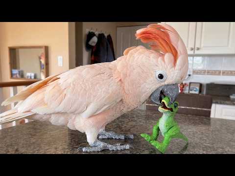 This 32-Year-Old Parrot Waited Years For Someone To Love Him