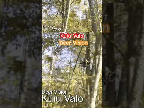 Kuiu Valo and ladder stand hunting #hunting #bowhunting #archery #kuiu #valo