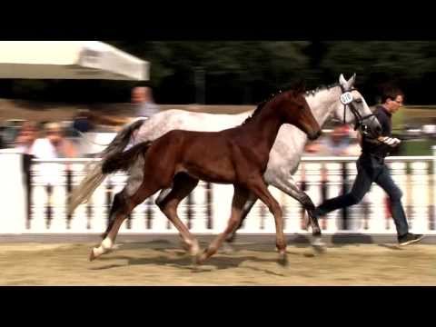 Hf v Destano x Royal Diamond