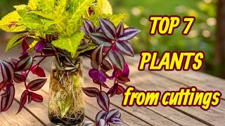 7 Houseplants from Cuttings: From Easy to Advanced! 🌱