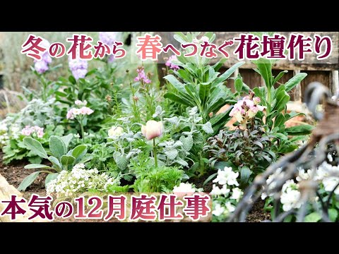  11月から12月に植えて春まで色とりどりの庭を作る、メンテナンス不要の冬の花5選！  庭園