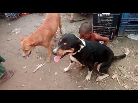 Dog are man best friend / mans best friend dog in Madhupur Tangail