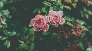 Download lagu Misha Omar - Cinta Adam dan Hawa lirik. mp3 Download lagu Misha Omar - Cinta Adam dan Hawa lirik. mp3