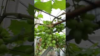 ANGGUR JUPITER 46 HSP