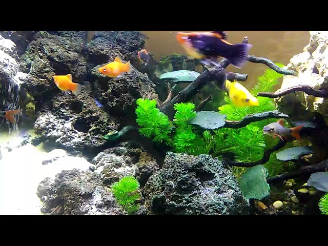 Aquascape untuk pemula