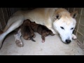 必死にオッパイを飲む子犬