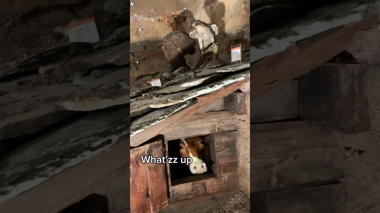 YouTube Short thumbnail