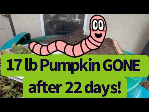 Worms eat 17 lb pumpkin in 22 days!