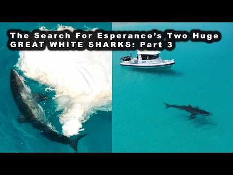 The Search for Esperance's Two Huge Great White Sharks (Part 3)