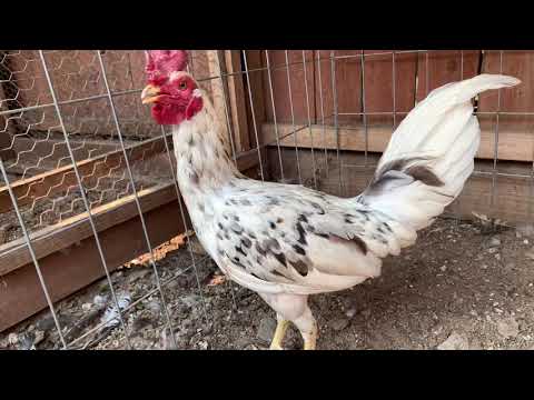 2020....Splash Henny Stag