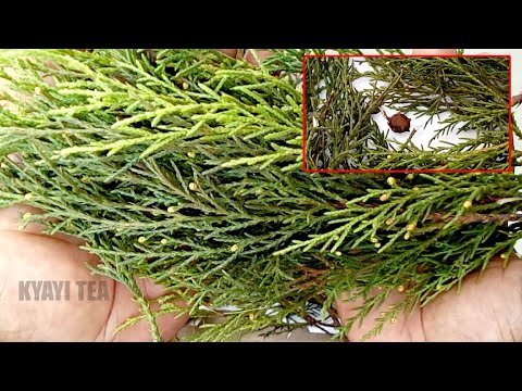 Okulumwa ng’oli Munsonga Eddagala Lirino Likolelawo Ligenda Kuyamba