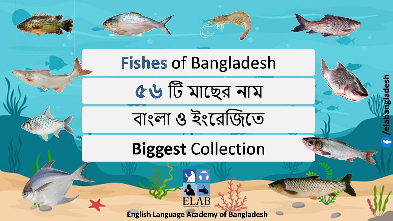 Fishes of Bangladesh- বাংলাদেশের মাছ - 56 Fishes of Bangladesh Vocabulary- Biggest Collection