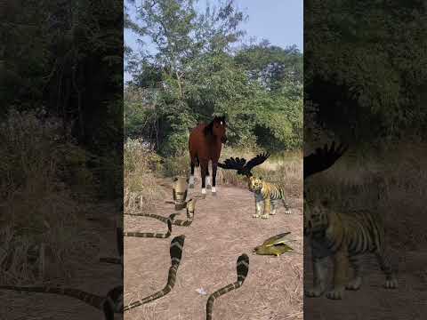 Horse Baby Tiger 5 Snake Toucan #shorts #youtubeshorts #shortsviral
