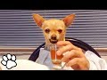 100 Funny Chihuahua Videos | Try Not To Laugh Challenge | That Pet Life
