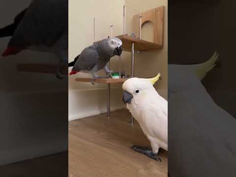 This Parrot Left for 3 Seconds and Asked “Did You Miss Me?” 😂