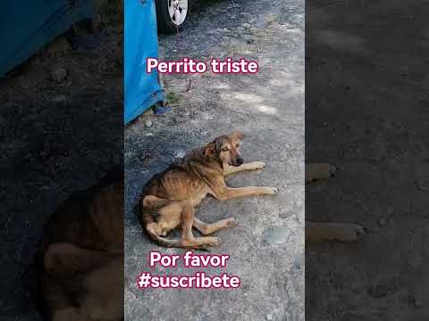 Perrito triste y abandonado en Jujutla 2025#Ahuachapán