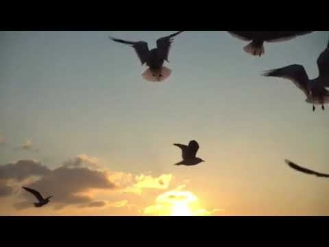 Shaleen Felfeli  - Where no one stands alone(cover)