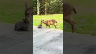 Real life Thumper and Bambi greet each other in Oregon backyard