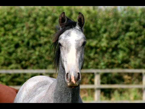Zinedine x Carenzo x Balou Du Rouet