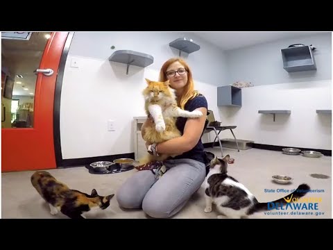 Spca Dover Delaware