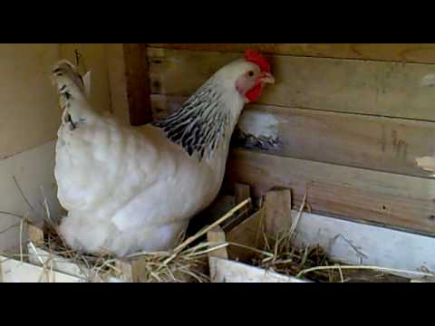 pourquoi la poule pond des oeufs