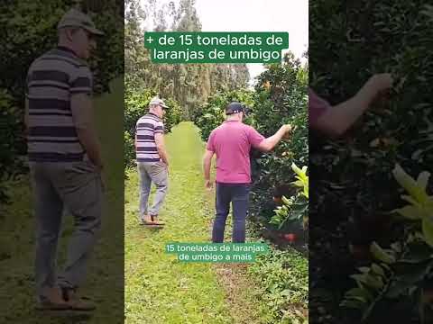 Produtor colheu quase 30 toneladas a mais, comparado à safra anterior.
