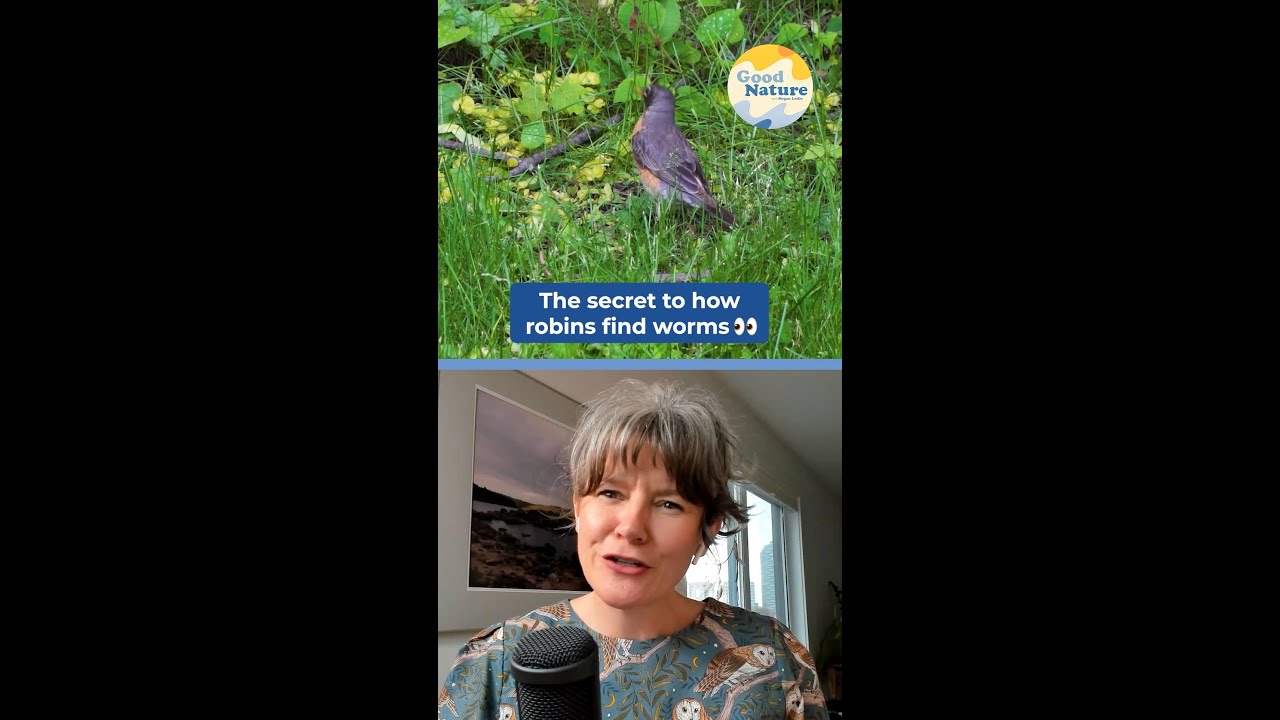 Why Does a Robin Tilt Its Head? The Answer Might Surprise You