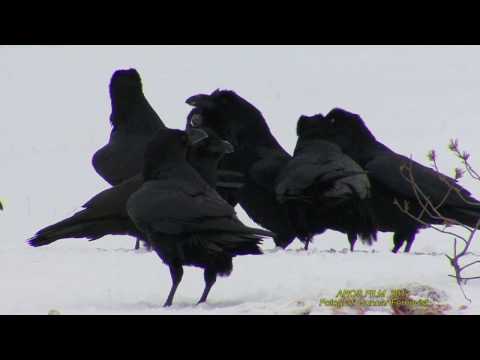 KORP  Common Raven  (Corvus corax)  Klipp - 1852