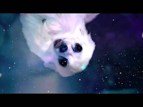 Martin Van Lectro feat. Charlie Armstrong - Run (Dancing Space Dog Video)