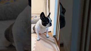 ママの事を見守るフレブル