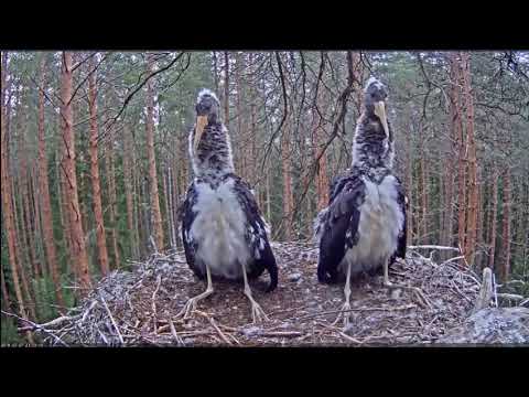 Bociany czarne z Estonii 2019 07 07 Jastrząb ponownie zaatakował młode