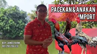 Download lagu 🔴Latest Pacekan & Anakan Review - Boy Sango Farm mp3