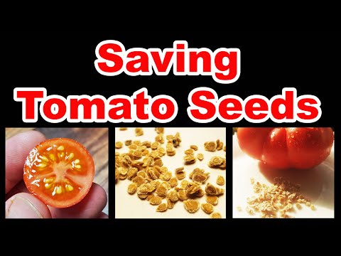 How To Grow Tomatoes Part 1 Seed Starting And Germination