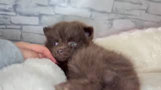 ポメラニアンの動画01