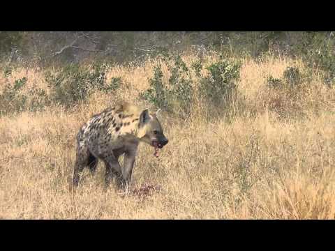 Ngala Hyena eating impala